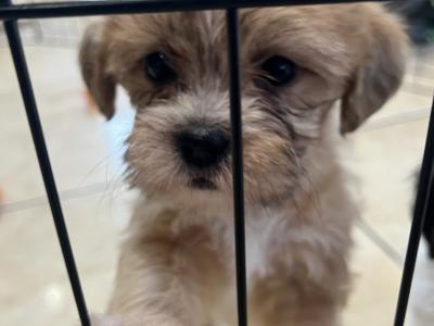 Maltese Cross puppies in Galway
