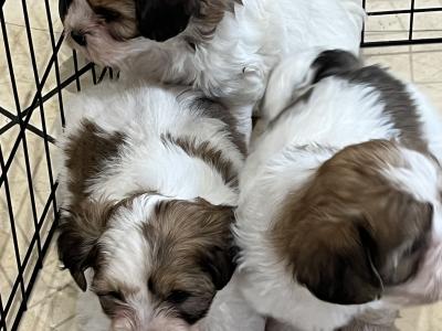 Maltese Cross puppies in Galway