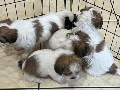 Maltese Cross puppies in Galway
