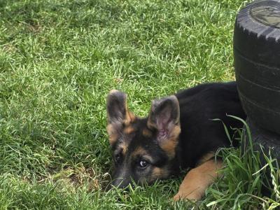 German Shepherd puppies in Roscommon
