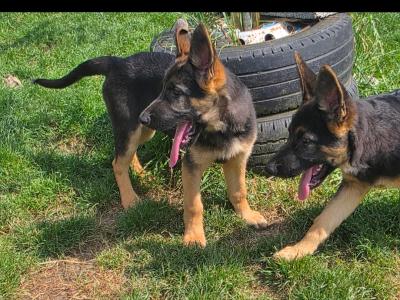 German Shepherd puppies in Roscommon