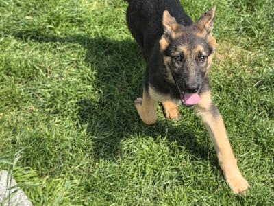 German Shepherd puppies in Roscommon