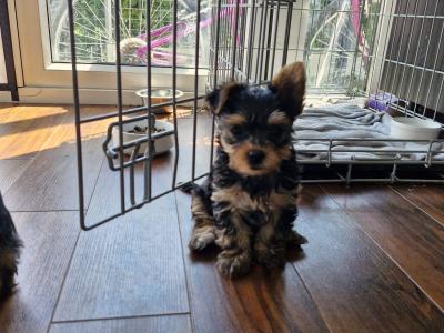 1 Female Miniature Yorkshire Terrier puppies in Dublin