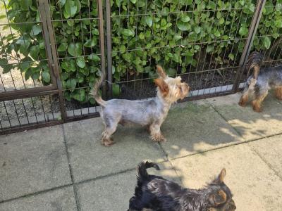 1 Female Miniature Yorkshire Terrier puppies in Dublin