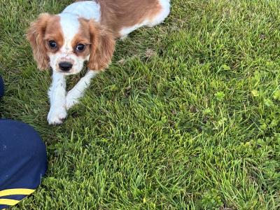 Stunning Cavalier King Charles puppies in Wexford
