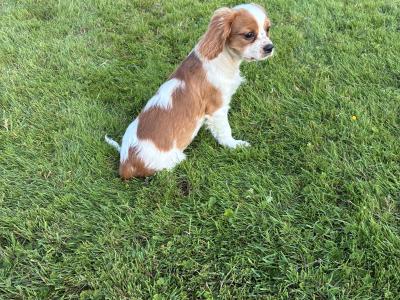 Stunning Cavalier King Charles puppies in Wexford