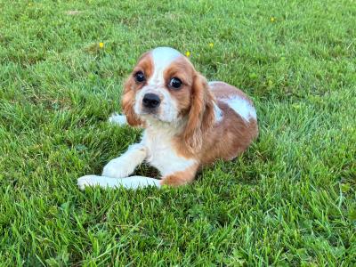 Stunning Cavalier King Charles puppies in Wexford