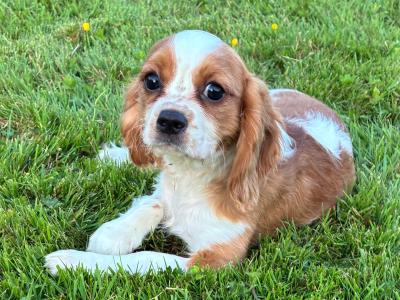 Stunning Cavalier King Charles puppies in Wexford