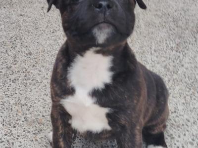 IKC Registered (pending) Staffordshire Bull Terrier puppies in Cork