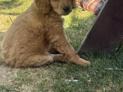 Cavapoo x Cockapoo puppies in Kildare