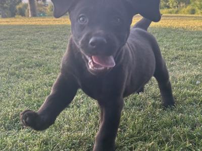 IKC Registered (Pending) Chocolate Labrador puppies