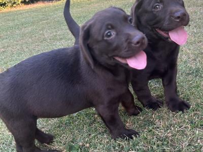 IKC Registered (Pending) Chocolate Labrador puppies