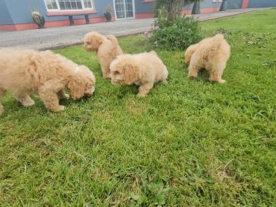 Cavapoo puppies in Limerick
