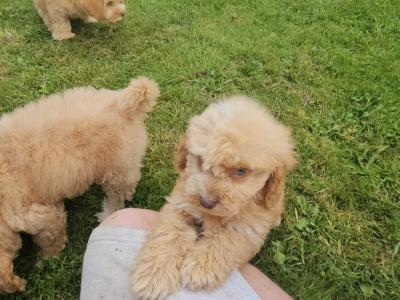 Cavapoo puppies in Limerick