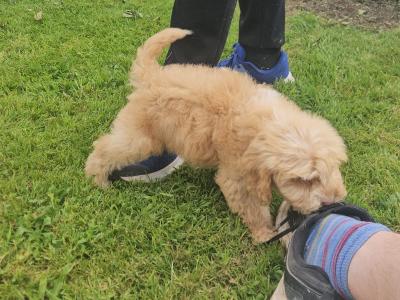 Cavapoo puppies in Limerick