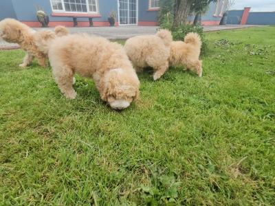 Cavapoo puppies in Limerick