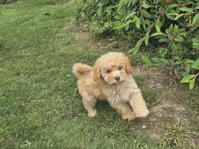 Cavapoo puppies in Limerick