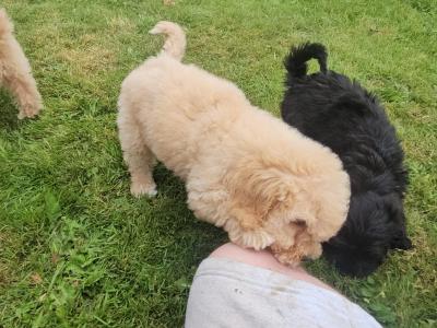 Cavapoo puppies in Limerick