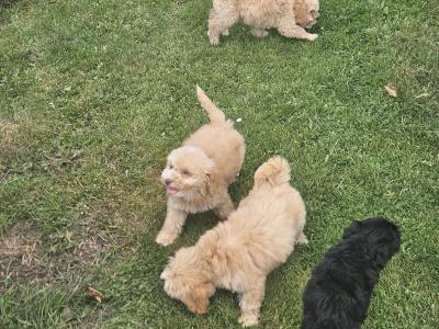 Cavapoo puppies in Limerick
