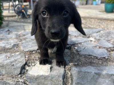2  Beautiful (Black & White only) Corgipoo puppies (Corgi x Toy Poodle) in Limerick