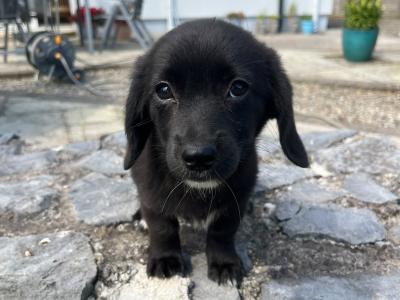 2  Beautiful (Black & White only) Corgipoo puppies (Corgi x Toy Poodle) in Limerick