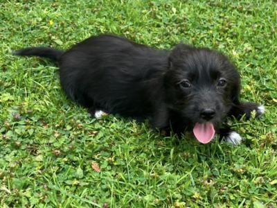 2  Beautiful (Black & White only) Corgipoo puppies (Corgi x Toy Poodle) in Limerick