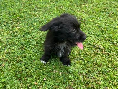 2  Beautiful (Black & White only) Corgipoo puppies (Corgi x Toy Poodle) in Limerick