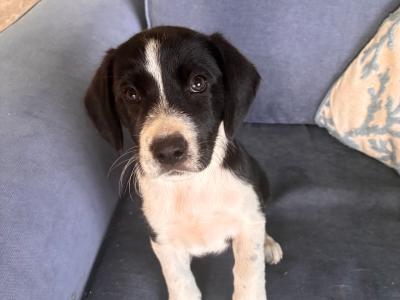 Beautiful Beagle x Border Collie puppies in Galway