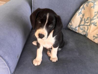 Beautiful Beagle x Border Collie puppies in Galway