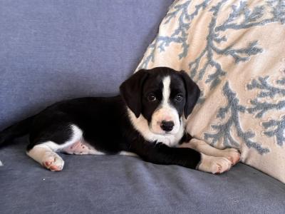 Beautiful Beagle x Border Collie puppies in Galway
