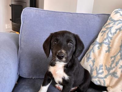 Beautiful Beagle x Border Collie puppies in Galway