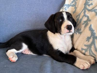 Beautiful Beagle x Border Collie puppies in Galway