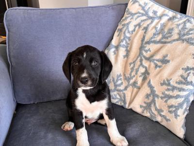 Beautiful Beagle x Border Collie puppies in Galway