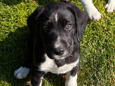 Beautiful Beagle x Border Collie puppies in Galway