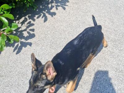 IKC Registered (pending) German Shepherd puppies in Tipperary