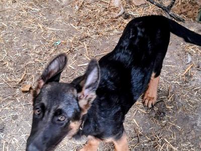 IKC Registered (pending) German Shepherd puppies in Tipperary