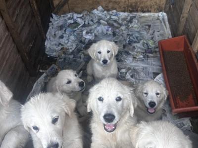 Affectionate IKC Registered (pending) Golden Retriever puppies for sale in Clare