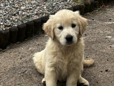 Affectionate IKC Registered (pending) Golden Retriever puppies for sale in Clare