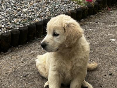 Affectionate IKC Registered (pending) Golden Retriever puppies for sale in Clare