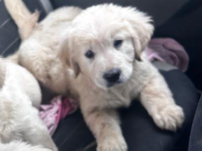 3 Affectionate IKC Registered (pending) Golden Retriever puppies for sale in Clare