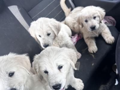 Affectionate IKC Registered (pending) Golden Retriever puppies for sale in Clare