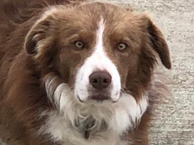 Border Collie for stud in Leitrim