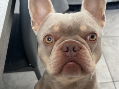 Prince the frenchie