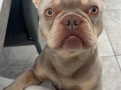 Prince the frenchie