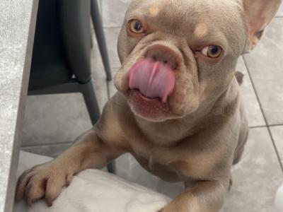 Prince the frenchie