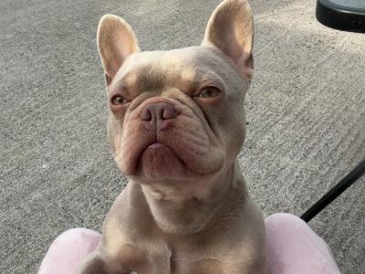 Prince the frenchie