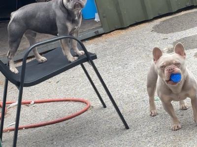 Prince the frenchie