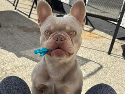 Prince the frenchie