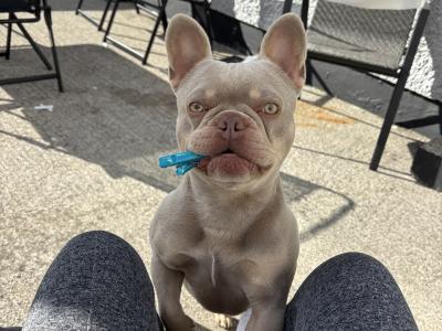 Prince the frenchie