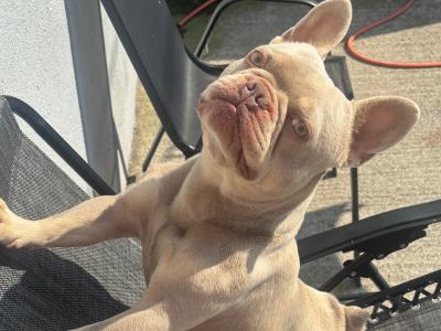 Prince the frenchie